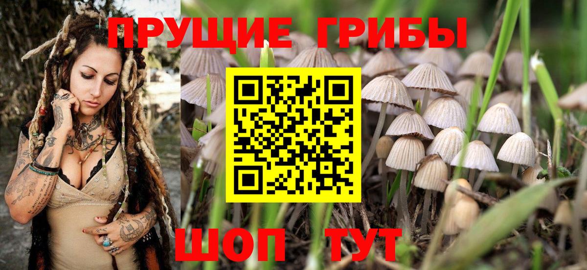 Псилоцибиновые грибы Magic Shrooms  Вход с VPN  цена наркотик  Гатчина 